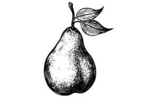 Pear fruit hand drawn ink sketch. Engraved style illustration. vector