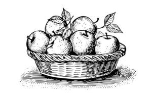 Basket full of apples hand drawn ink sketch. Engraved style illustration. vector