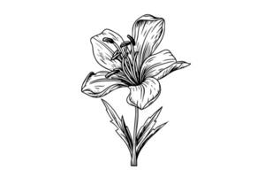 Saffron or crocus hand drawn ink sketch. Illustration in engraving vintage style. vector