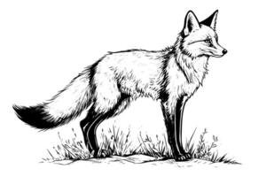 Fox hand drawn ink sketch. Engraving vintage style illustration. vector