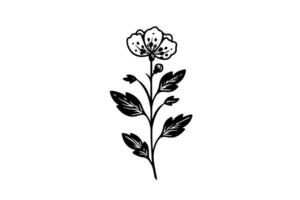Hand drawn ink sketch of meadow wild flower. Engraved style illustration. vector