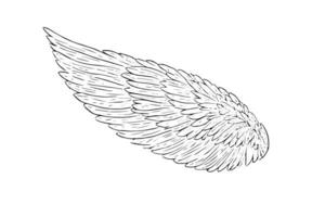 Vintage Wing Sketch Hand Drawn Engraved Illustration of Eagle Feathers. vector