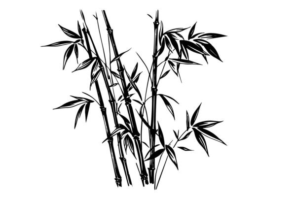 Hand drawn ink sketch of bamboo leaves and branches.