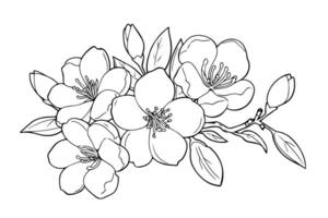 Sakura flower hand drawn ink sketch. Engraved style illustration. vector