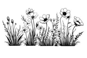 Hand drawn ink sketch of meadow wild flower landscape. Engraved style illustration. vector