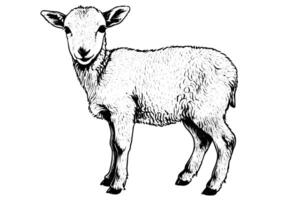 Cute sheep lamb hand drawn ink sketch. Engraved style illustration. vector