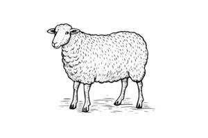 Vintage Sheep Illustration Engraved Drawing of Farm Animal. vector