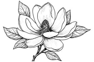 Magnolia flower hand drawn ink sketch. Engraving vintage style illustration. vector