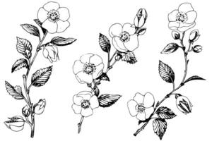 Rosa canina flower hand drawn ink sketch. Engraving style illustration. vector