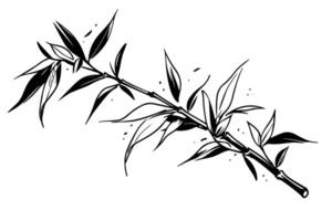 Hand drawn ink sketch of bamboo leaves and branches. vector