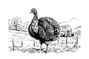 Rural landscape with turkey hand drawn ink sketch. Engraving vintage style illustration. vector