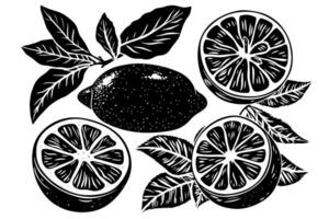 Clásico agrios bosquejo dibujado a mano limón y Lima con floral acentos vector
