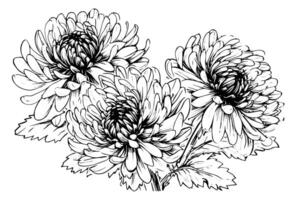 mano dibujado tinta bosquejo de crisantemo. ilustración en grabado Clásico estilo. vector