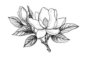 Magnolia flower hand drawn ink sketch. Engraving vintage style illustration. vector