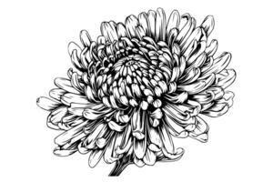 Hand drawn ink sketch of chrysanthemum. Illustration in engraving vintage style. vector