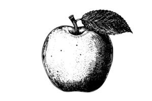 manzana Fruta mano dibujado tinta bosquejo. grabado estilo ilustración. vector