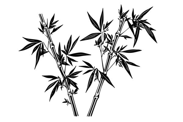 Hand drawn ink sketch of bamboo leaves and branches.
