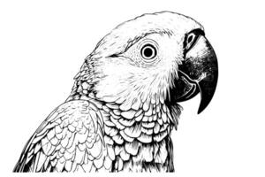 Parrot hand drawn ink sketch. Engraved style illustration. vector