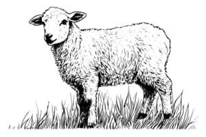 Cute sheep hand drawn ink sketch. Engraved style illustration. vector