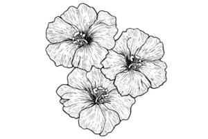 Hibiscus flower hand drawn ink sketch. Engraved style illustration. vector