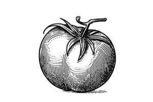 Clásico tomate bosquejo dibujado a mano grabado ilustración en negro y blanco. vector