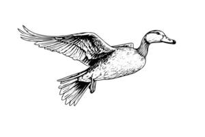 Flying duck hand drawn ink sketch. Engraved style illustration. vector