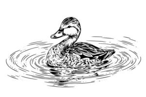 Swimming duck hand drawn ink sketch. Engraved style illustration. vector