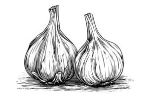 Garlic heads hand drawn ink sketch. Engraving vintage style illustration. vector