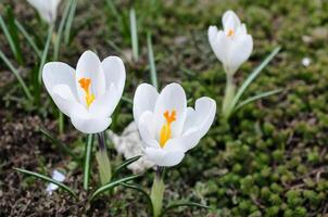 Crocus flower closeup photo