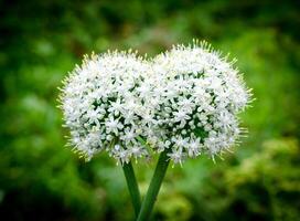 Garlic flowers closeup photo