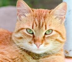 Ginger cat closeup photo