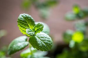 Sprig of mint photo