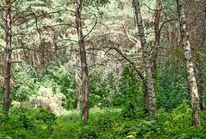 Summer forest closeup photo