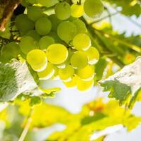 Grapes on a branch photo