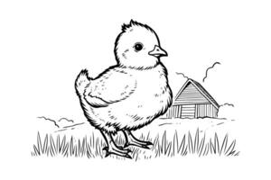 Cute little chicken hand drawn ink sketch. Engraved style retro illustration. vector