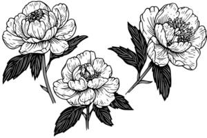 Vintage Floral Illustration Hand-drawn Sketch of Roses and Leaves, Ornate Baroque Style . vector