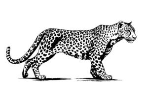 negro y blanco mano dibujado tinta bosquejo de leopardo camina. ilustración. vector