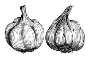 Garlic heads hand drawn ink sketch. Engraving vintage style illustration. vector