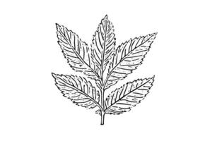 Vintage Mint Leaf Sketch Hand-Drawn Illustration of Fresh Herb. vector