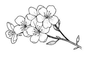 Sakura branch hand drawn ink sketch. Engraved style illustration. vector