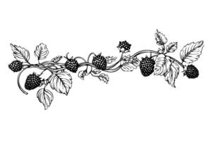 Blackberry or raspberry hand drawn ink sketch. Engraving vintage style illustration. vector