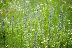 Wild flowers landscape photo