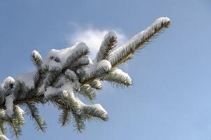 Snow-covered fir branch photo