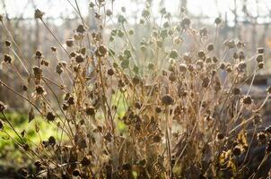 Withered flowers closep photo