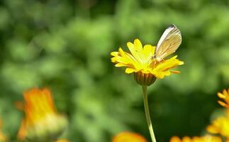 White butterfly on the flower photo