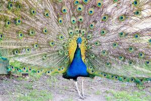 Peacock close up photo