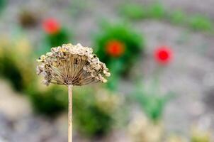 seco flor de cerca foto