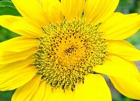 Sunflower close up photo