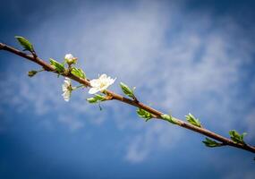 Blossoming spring branch photo