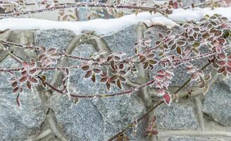 Frosted plants closeup photo